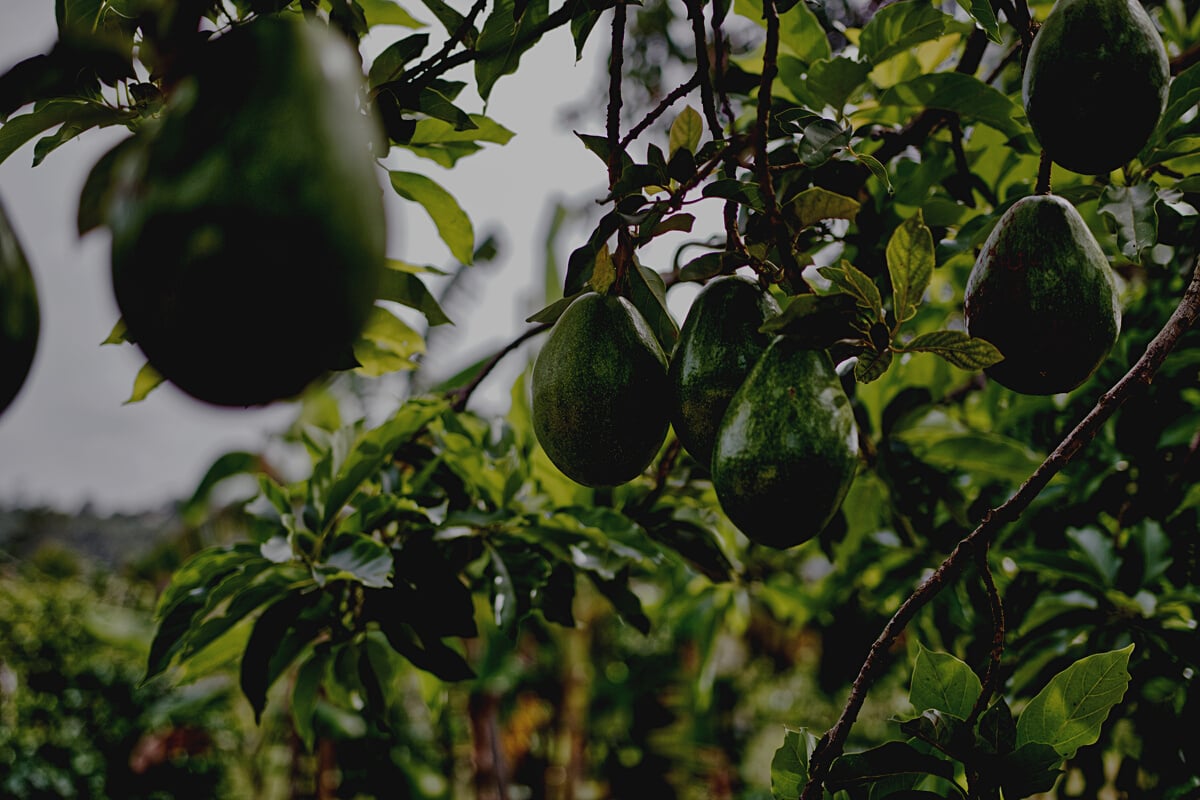 Avocado Fruits Hanging on Tree