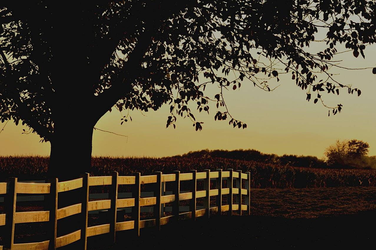 Amish Farm