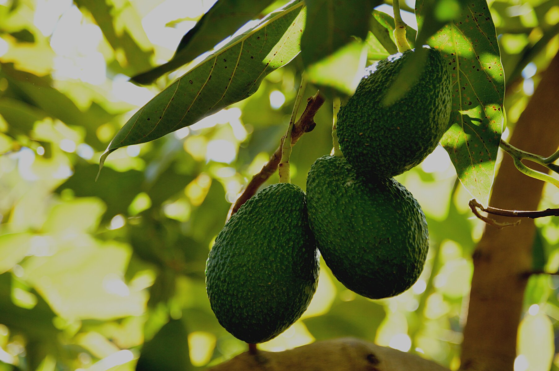 Avocados hass fruit in branch in a avocado tree