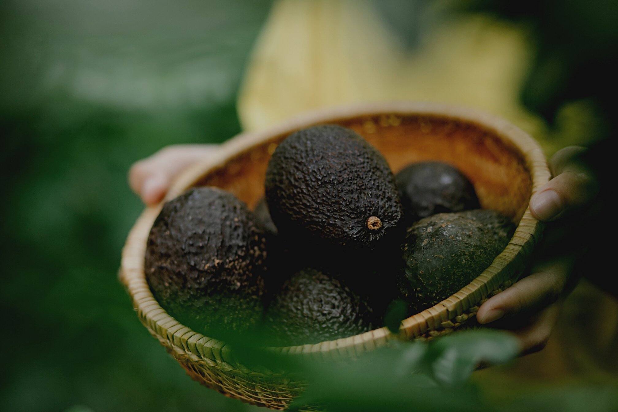 Wicker bowl with avocados in hands